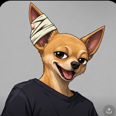ZANQIBOO the bandaged chihuahua portrait